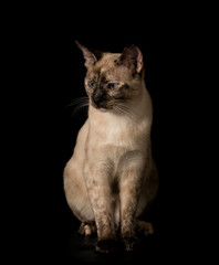 Beautiful young Siamese cat sitting against black background, looking to the left of viewer