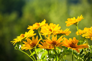 bouquet of bright yellow flowers Heliopsis helianthoides