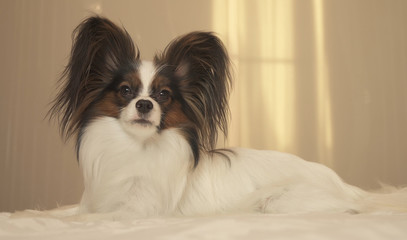 Young dog breeds Papillon Continental Toy Spaniel lies on bed