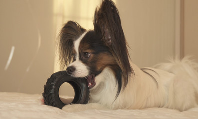 Young dog breeds Papillon Continental Toy Spaniel gnaws rubber tire - a fun tire changer