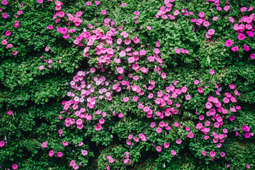beautiful petunia flowers in the garden in Spring time