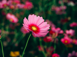 Obraz premium beautiful cosmos flower blooming in the field