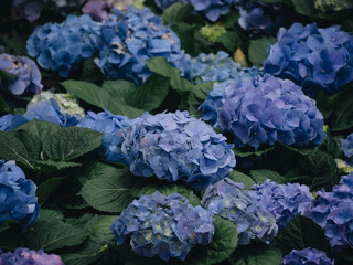 Hydrangea flower (Hydrangea macrophylla) in a garden