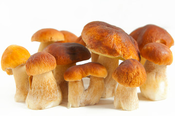  porcini mushrooms on plate on  White background