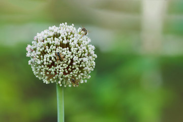 Three Bee on a big round garlic flower.
