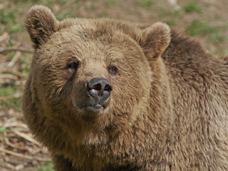 Obraz na płótnie Canvas Brown Bear (Ursus arctos)