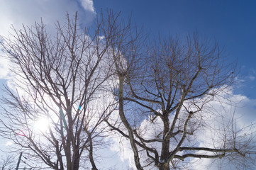 Fototapeta na wymiar 木と空