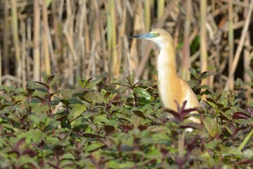 Squacco Heron (Ardeola ralloides)