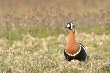 Red Breasted Goose (Branta ruficollis)