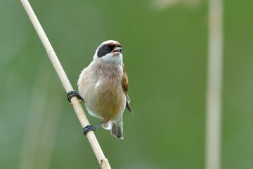 Penduline Tit on a Branch in Springtime