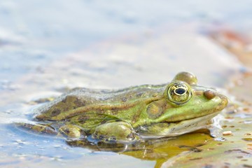 Edible Frog on Water