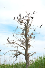Great cormorant (Phalacrocorax carbo)