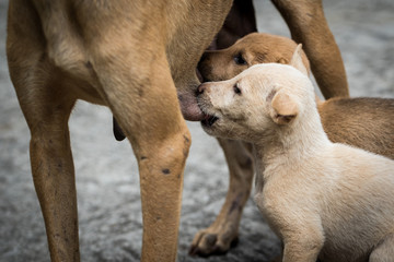 Fototapeta premium Puppies.