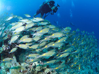 パラオの海　ブルーコーナー　