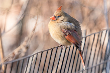 Female Cardinal 1