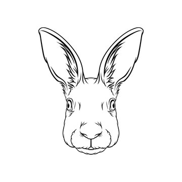 Sketch of hares head, portrait of forest animal black and white hand drawn vector Illustration