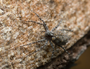 Wolf spider, Acantholycosa lignaria with juveniles on her back