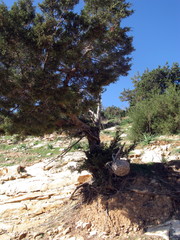 Забытая корзинка