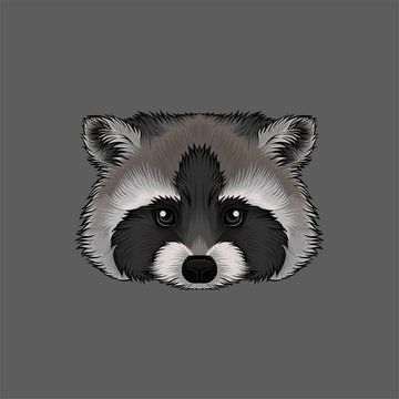 Head of raccoon, portrait of wild animal hand drawn vector Illustration
