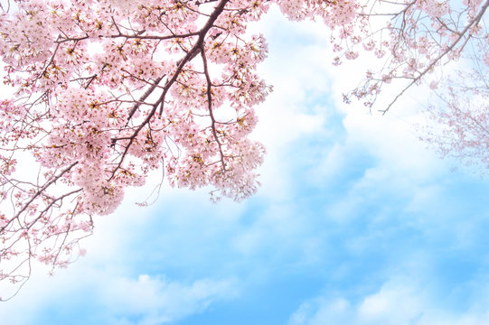 桜 青空 Images Browse 87 8 Stock Photos Vectors And Video Adobe Stock