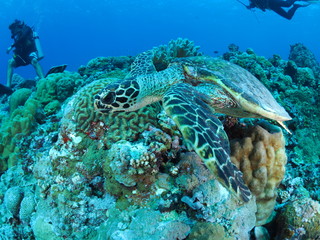 Fototapeta na wymiar パラオの海　ウミガメ