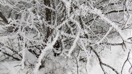 Beautiful abstract branch background. Winter grove wallpaper. Forest nature backgrounds