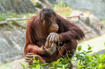 Orangutan in the jungle.