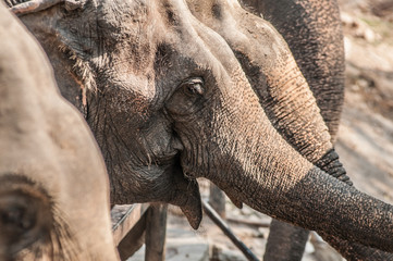 Elephant in Africa.