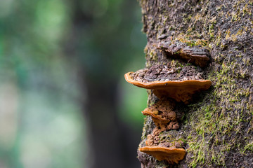 Beautiful orange fungus stacked on each other on tree trunk with blurred natural background at Matheran, India.