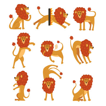 Collection of lion in various poses. Cartoon character of wild African animal. Big strong predator. Zoo theme. Flat vector design for sticker, kids print or book
