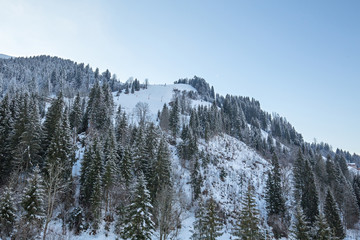 Winter forest in Alps