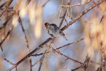 Redpoll is sitting on a tree branch.