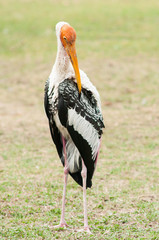 Painted Stork in Africa.