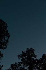 Fototapeta premium 森と月