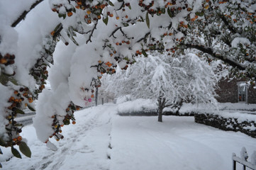 Landscape of a Snowy Path with a Tree and Colorful Berries