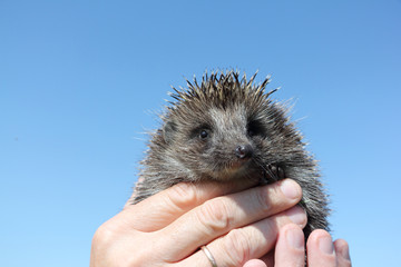 Hedgehog in the man's hand against the blue sky