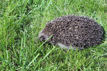 Hedgehog in the dense green grass in the clearing in summer