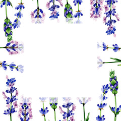 Wildflower lavender flower frame in a watercolor style. Full name of the plant: lavender. Aquarelle wild flower for background, texture, wrapper pattern, frame or border.