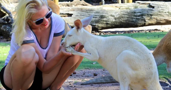 Young blonde caucasian woman kissing Kangaroo at park in Whiteman, near Perth, Western Australia. Female tourist interacting with kangaroo during an encounter with wildlife.