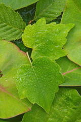 green leaves in water drops background. Natural plant botany background