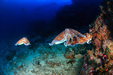 Fototapeta na wymiar A pair of mating Cuttlefish on a healthy, deep, tropical coral reef