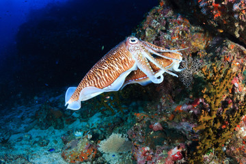 Fototapeta na wymiar A pair of mating Cuttlefish on a healthy, deep, tropical coral reef