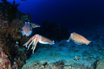 Fototapeta na wymiar Several mating Cuttlefish on a tropical coral reef at dawn
