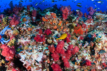 Fototapeta na wymiar A colorful, healthy, tropical coral reef at dawn