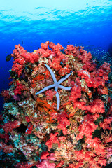 A starfish on a healthy, tropical coral reef at dawn