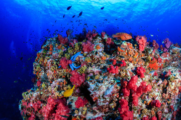 Naklejka na ściany i meble A colorful, healthy, tropical coral reef at dawn