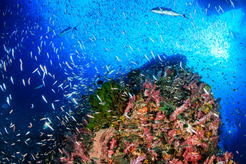 Glassfish and corals on a tropical reef (Richelieu Rock, Thailand)