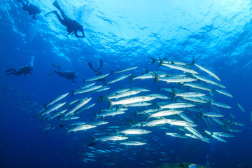Fototapeta na wymiar SCUBA divers and a school of Barracuda in blue water