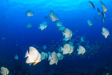A school of large Batfish on a tropical coral reef