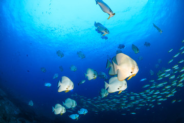 A school of large Batfish on a tropical coral reef